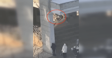 Во Львове родители устроили стрельбу во дворе школы: мужчина получил ранения (видео)