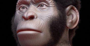 Чудес не буває. Людиноподібні мавпи Homo naledi не копали могил і не малювали на каменях