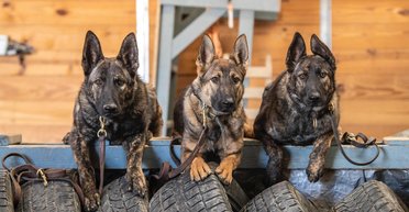 В мире всего 350: что известно о собаках пород Свалинн, которые являются идеальными охранниками