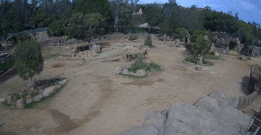 Вели себя необычно: в зоопарке США во время землетрясения слоны образовали "круг тревоги" для защиты младших (видео)