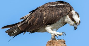 В Чернигове обнаружили редкую краснокнижную птицу: сбежала из центра животных в Финляндии (фото)