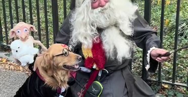 Самый большой за всю историю: в Нью-Йорке прошел парад костюмированных собачек к Хэллоуину (фото)