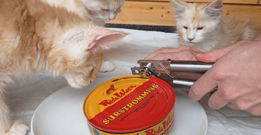 Хозяин угостил котов самым отвратительным блюдом в мире: они были в восторге (видео)