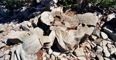 Найдавніше дерево на Землі прожило 4900 років: потім учений зрубав його (відео)