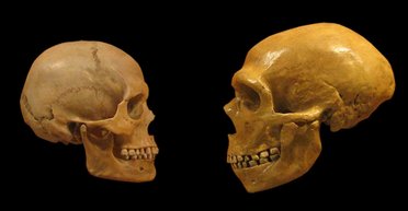 Неандертальцы имели такие же группы крови, как и Homo sapiens, - ученые