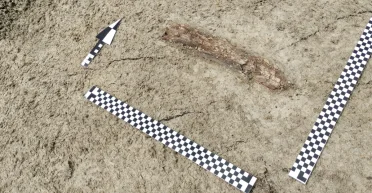 Такого никто не ожидал: во время строительства автомагистрали обнаружили кости вымершего животного