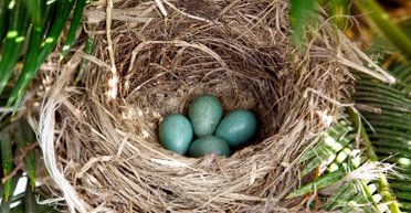 Древние динозавры удивили ученых: яйца гигантов оказались более красочными, чем считалось (видео)