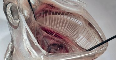 Найкращий спосіб видалення мікропластику "придумали" сардини: видаляє 99% частинок