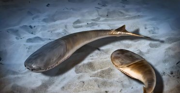 Тогда погибло 85% морских видов: повторится ли это событие в будущем (фото)