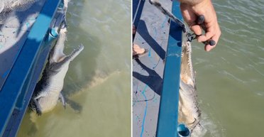 Увидел зубы: рыбака напугал крокодил, который попался в его сети (видео)