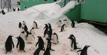 Украина выделила 463 млн гривен на изучение пингвинов в Антарктике