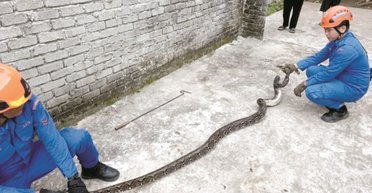 Мужчина принял 13-килограммового питона за веревку и чуть не угодил в ловушку