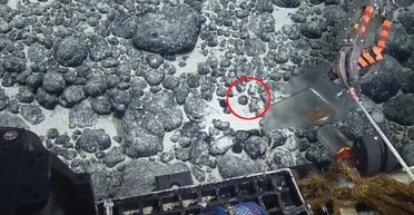 Уперше в історії: особливий зуб мегалодона віком 3,5 млн років знайдено на дні океану (фото)