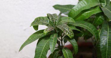 Як виростити манго на підвіконні: прості поради для квітникарів-початківців