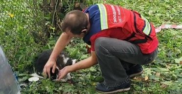Атака на Киев: из-под завалов спасли двух котов, один из них потерял зрение и слух (видео)