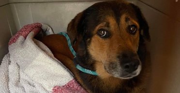 Нова історія "Хатіко": собака тижнями чекав біля будинку господаря, не знаючи, що його кинули