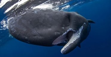 У цієї тварини найбільший мозок серед усіх істот, які коли-небудь жили на Землі (фото)