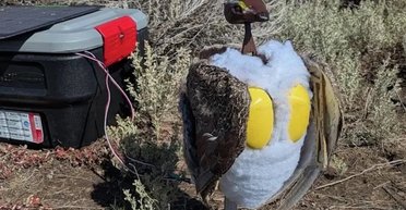 У національний парк заселили роботів-птахів: це якось має допомогти зникаючому виду розмножуватися