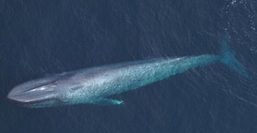Рідкісне явище в Атлантиці: рідкісних морських гігантів помітили у несподіваному місці (фото)