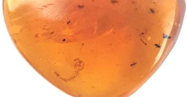 Комары доставали еще динозавров: найдена личинка комара возрастом 99 млн лет (фото)