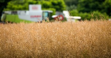 Сіють озимий ріпак: агрокомпанія "Астарта" розпочала посівну кампанію 2024