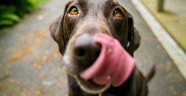 Собаки облизывают губы не потому, что голодны: ученые назвали настоящую причину