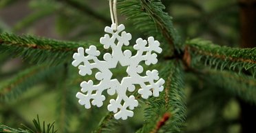 Простоїть довго та не осиплеться: 6 важливих нюансів при виборі новорічної ялинки