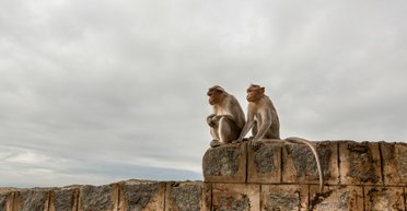 Мавпа вкрала сумку з грошима і "засипала" людей купюрами (відео)