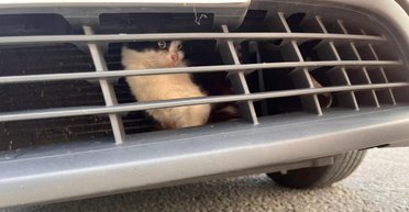 Сиділа кілька днів: кішка проїхала понад 800 км, застрягши в решітці радіатора (відео)