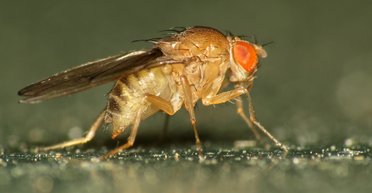 Настав час переглянути правило п'яти секунд: мухи буквально плюють нам у їжу (відео)