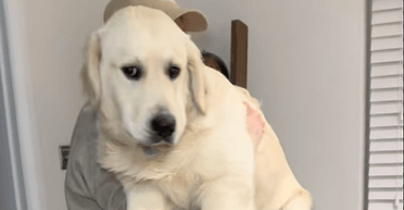 Пара решила взвесить 7-месячного щенка: результат их ошеломил (видео)