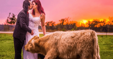 Трагедия на свадьбе: корова напала на мать невесты посреди церемонии (фото)