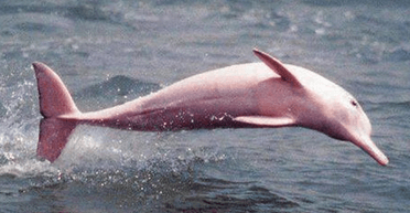 "Ніколи не бачив нічого подібного": рибалка помітив рідкісних рожевих дельфінів (відео)