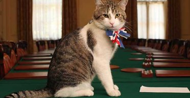 Показав, хто тут головний: кіт №1 у Великій Британії знову вийшов на зв'язок (фото, відео)