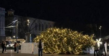 Мережею розлетілися фото ялинки, що впала у Львові: у мерії відповіли