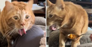 Рудий кіт-критик став зіркою соцмереж завдяки своїм комічним реакціям на їжу (відео)