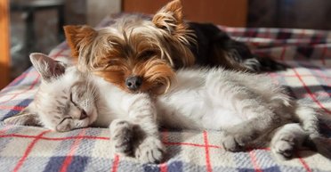 Порядок регистрации животных: как и зачем вносить данные о домашних любимцах в цифровой реестр