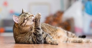 Як почувається ваша кішка: список звичок, які вказують на проблеми