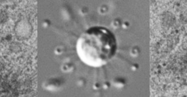 Особенный день для биологии: на древе жизни обнаружена совершенно новая ветвь