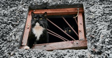 Котів замуровувати не можна. Як працюватиме закон про захист тварин від жорстокого поводження
