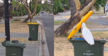 "Навіть птахи в курсі": папуга підірвав мережу талантом пошуку вторсировини (відео)