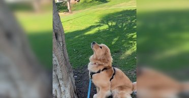 "Растут как яблоки": ретривер растрогал соцсети, потому что ежедневно ищет мячик между ветками