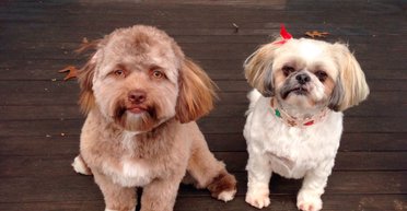 Собака з "людським обличчям": люди почали порівнювати милу тварину із зірками (фото)