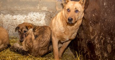 Особо жестокая афера. Как отличить убийц животных от добросовестных зоозащитников