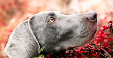 Очей не відвести: 8 найкрасивіших порід собак у світі (відео)