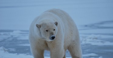 Переселение белых медведей в Антарктиду не спасет их от вымирания, - ученые