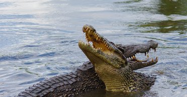 "Ніколи такого не бачив": величезний крокодил застрибнув у човен до рибалки