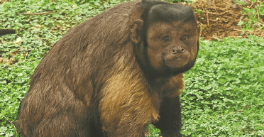 "Великий і сильний": капуцин із людським обличчям вразив людей з усього світу (відео)