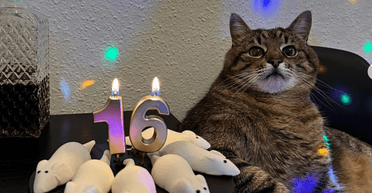 Торт з мишами та дружина: кіт Степан відзначив 16 років (фото)