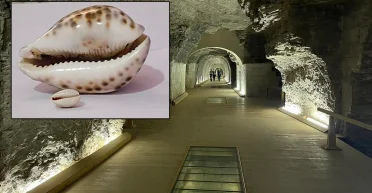 Мушлі молюсків розкривають таємниці Саккари в Стародавньому Єгипті: що знайшли вчені